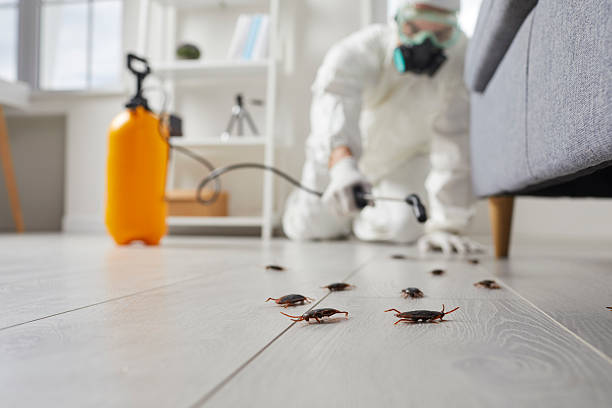 Post-Treatment Bed Bug Interceptor Monitoring in Ivanhoe